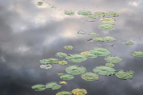 Lily Pads with Reflection of Clouds on the Water Stock-Fotos