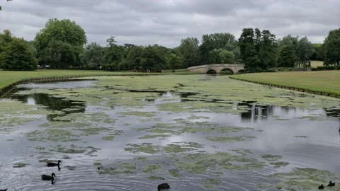 Lily pads on a river the winds under a bridge Stock Footage 144322429