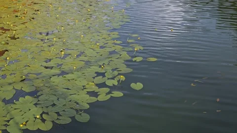 Lily pads spread across a body of water, creating a pattern of green against the Stockbeeldmateriaal 344527657