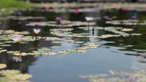 Lily pads in the sun Stock Footage 12110872