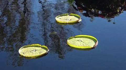 Lily pads on surface of calm , still, reflective water with sky, trees Stock Footage 83066809