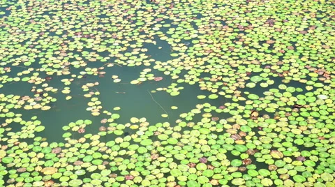 Lily pads on the surface of a pond. Stock-Footage 65225124