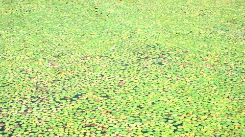 Lily pads on the surface of a pond. 스톡 동영상 65225143