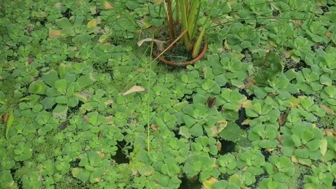 Lily pads on the surface of a pond. Stock Footage