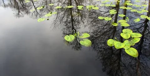 Lily pads on the surface of the pond Stock Photos