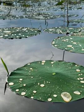 Lily Pads with Water Droplets Stock Photos