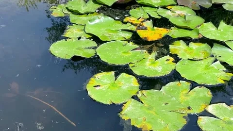 Lily Pads in the Water Stock Footage 162931357
