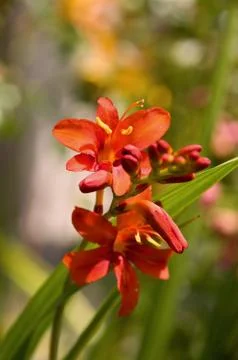 Lily Panicle Stock Photos