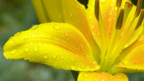 Lily petals with dew Stock Footage 138954886