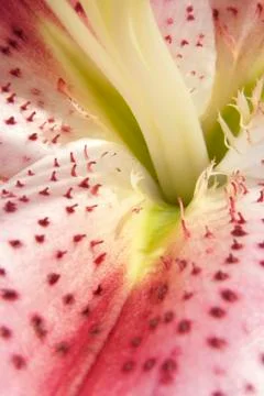 Lily Stock Photos