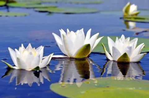 Lily Stock Photos