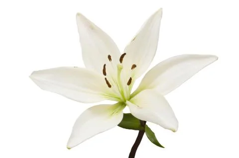 Lily Foto stock