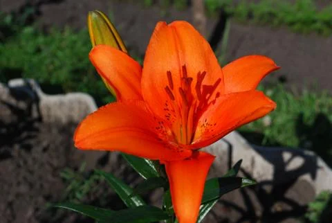 Lily Stock Photos