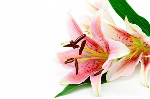 Lily Foto stock
