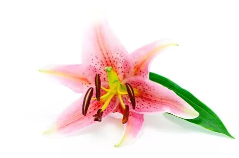 Lily Stock Photos