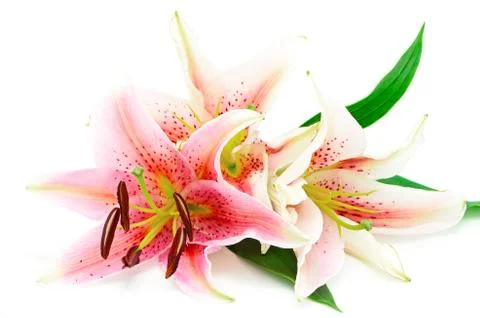Lily Stock Photos