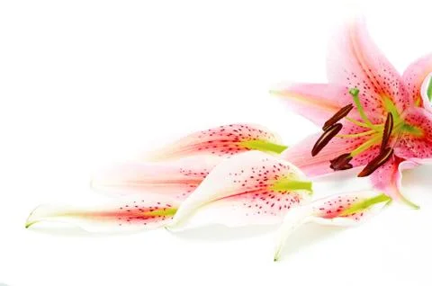 Lily Stock Photos