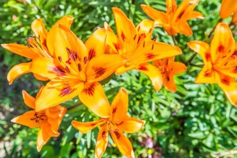 Lily Фото