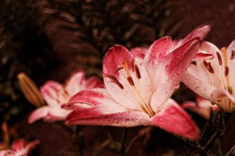 Lily Stock Photos