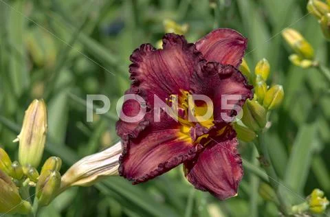 Lily Stock Photos