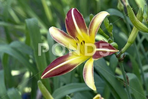 Lily Stock Photos