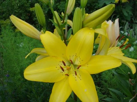 Lily Stock Photos