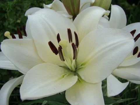 Lily Foto stock