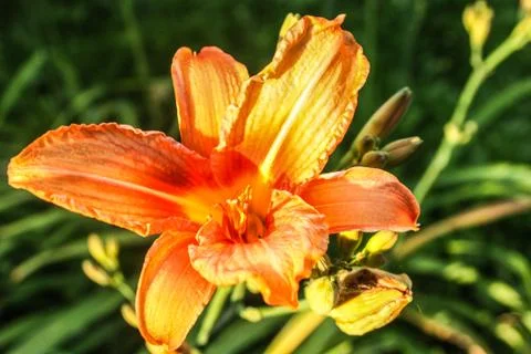 Lily Stock Photos