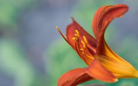 Lily Stock Photos