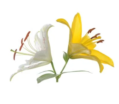 Lily Stock Photos