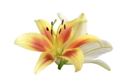 Lily Stock Photos