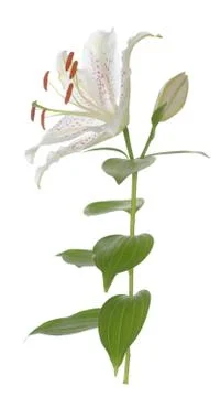 Lily Stock Photos