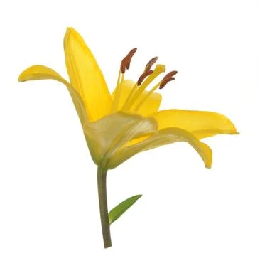 Lily Foto stock