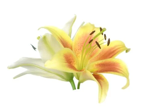 Lily Stock Photos