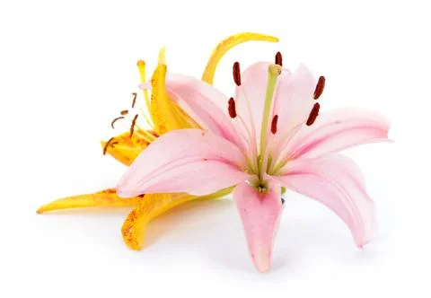 Lily Stock Photos