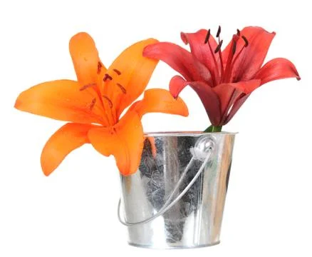 Lily Stock Photos