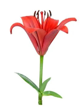 Lily Stock Photos