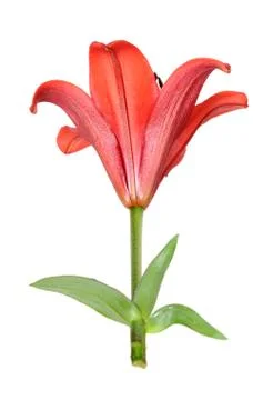 Lily Foto stock