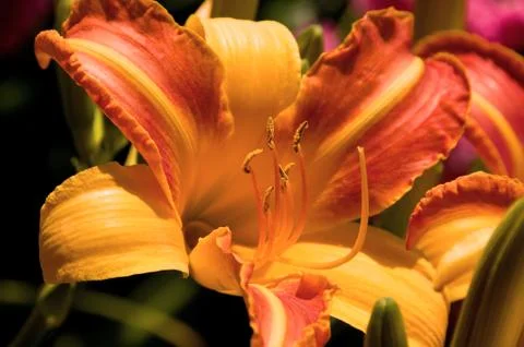 Lily Stock Photos