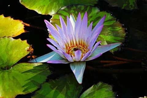 Lily Fotos de archivo