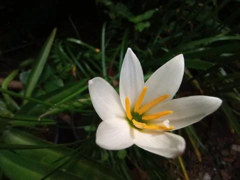 Lily Stock Photos