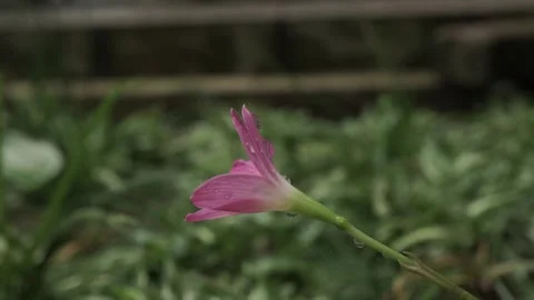 Lily pink 1 Stock Footage 309445856