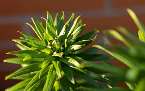 Lily plant developing flower buds in garden sunlight Stock Photos