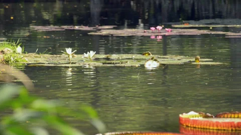 Lily Plants in the Pond Stock Footage 33847458