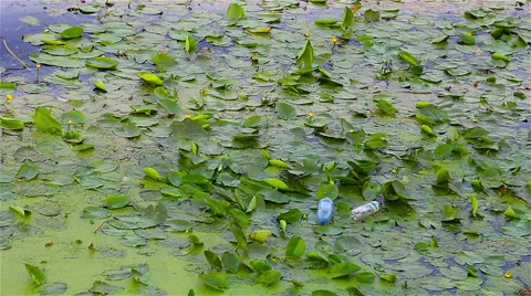 Lily in polluted water Stock Footage 42191133