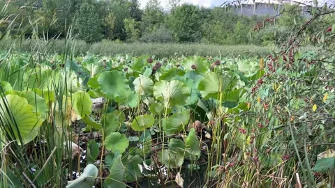 Lily Pond 1 Stock Footage 206257545