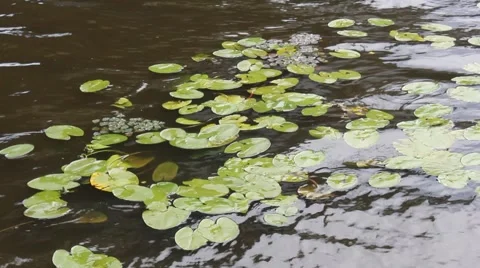 Lily pond Stock Footage 50356914