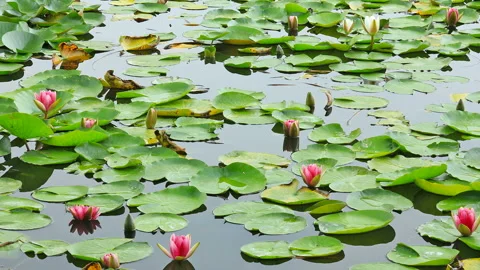 Lily Pond Stock Footage 327537484