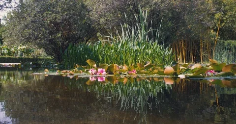 Lily pond in the park Stock Footage 128707664