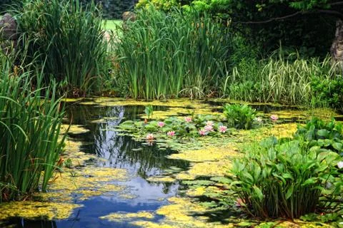 Lily pond Stock Photos